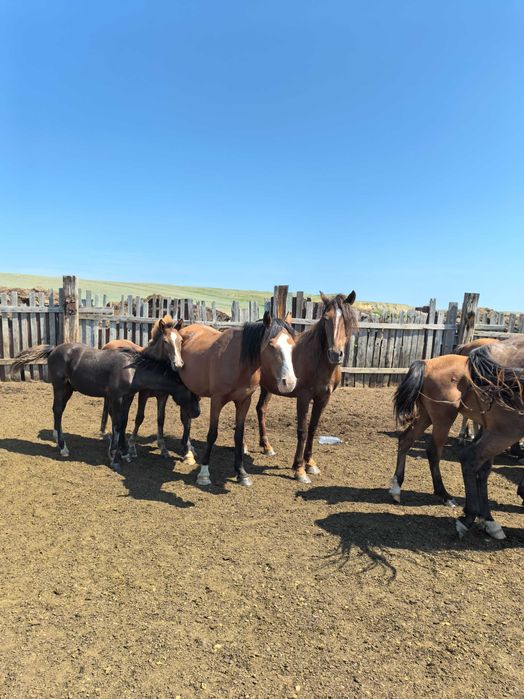 Кобылу с жеребёнком