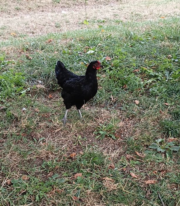 Puicute australorp