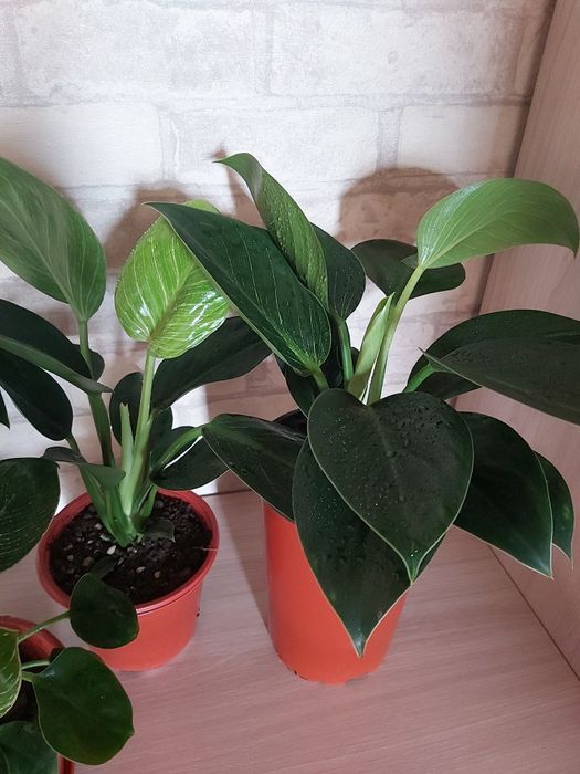 Комнатные цветы Аглаонема филодендрон Бирки