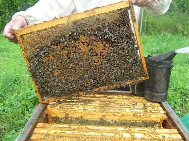 Продам пчел на высадку, пакеты, семьи .