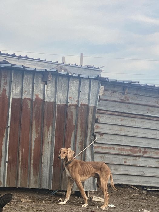 Құмай тазы Өскемен