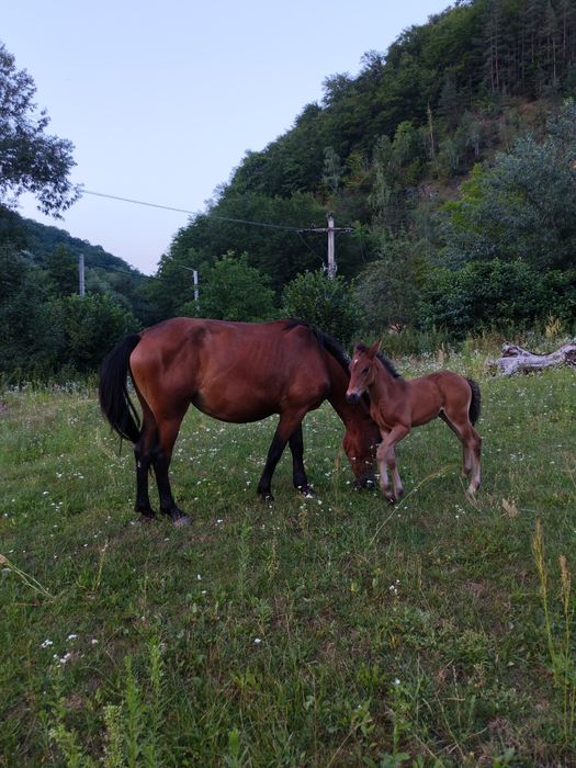 De vânzare iapa 3 ani9