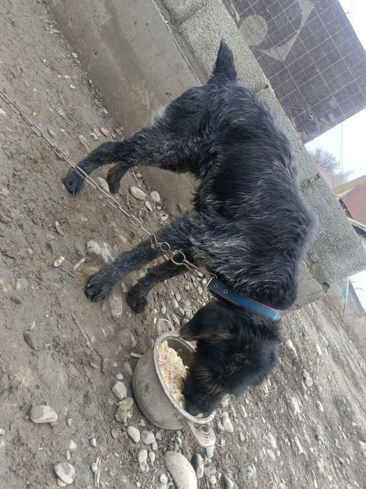 Продам дратхар былтыргы кушик