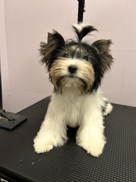 Biewer Yorkie/Бивър