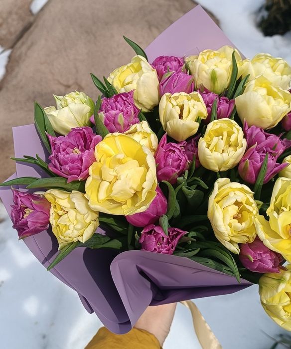 Тюльпаны к 8 марта и 14 февраля.