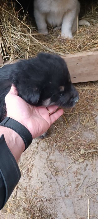 Donez catei (nu caine)