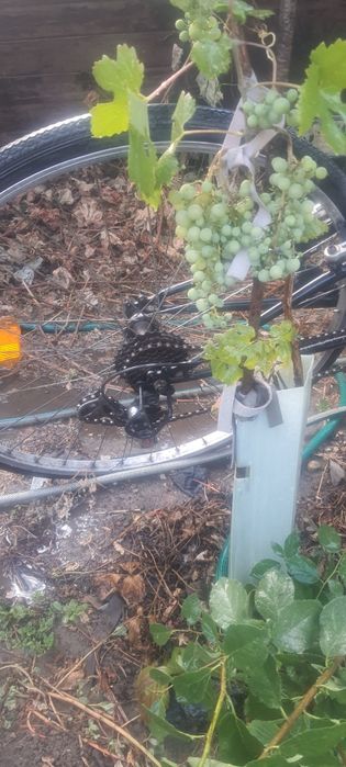 Bicicletă pt piese defectă fischer