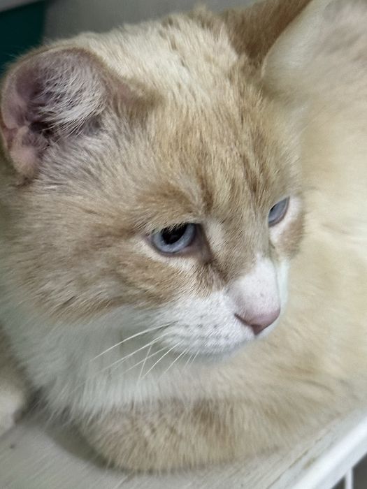 Кот Шурик ищет дом