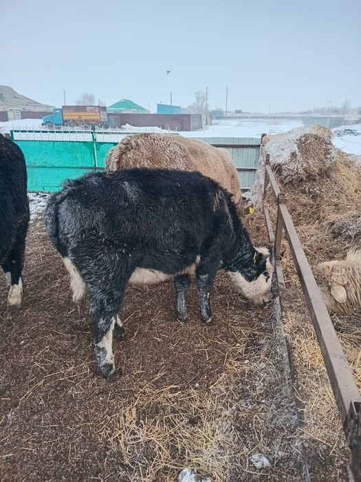 Продам Тёлочки годовалый