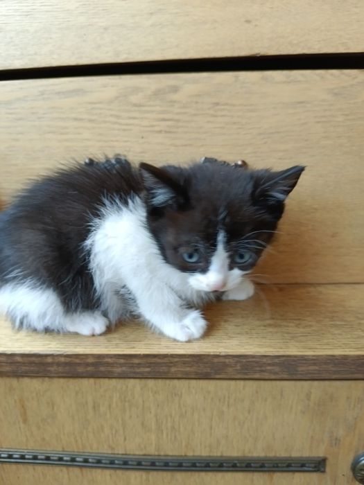 Котёнок черно белый