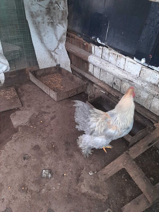 Cocoși brahma isabel perlat