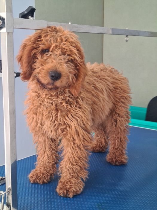 Frizerie canina,Salon,Cabinet Veterinar Petroșani