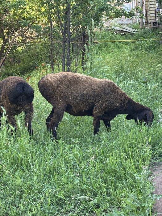 Қой сатылады Продам баранов