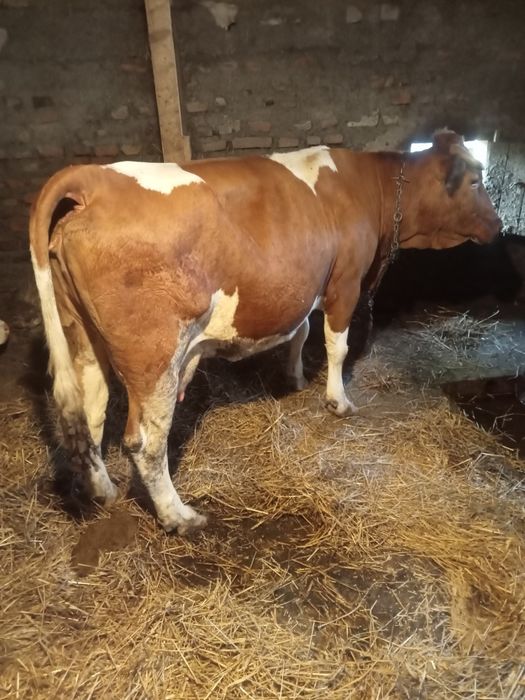 Vând o vaca de 6 ani