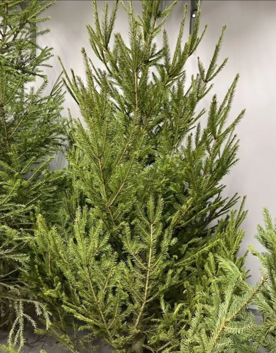 Новогодние елки,живая елка,пихта,сосна,ель