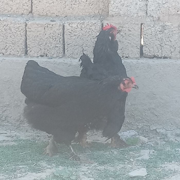 Brama tovuqlar sotiladi