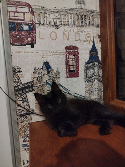 Котёнок к добрым рукам. mushuk bolasi yaxshi qo'llarga.
