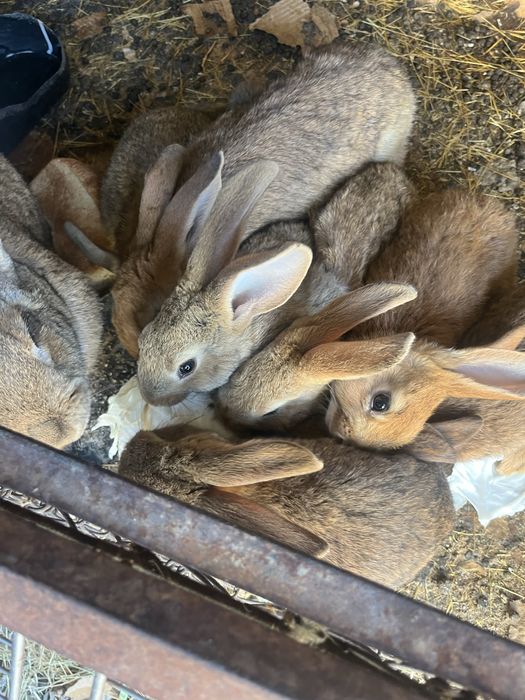 Кролики разных парод