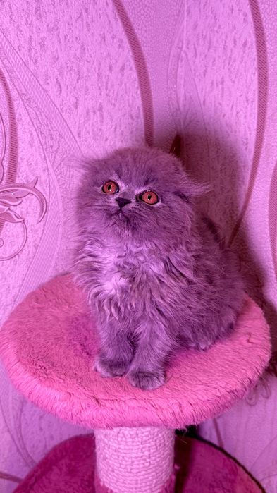 Британская короткошерстная