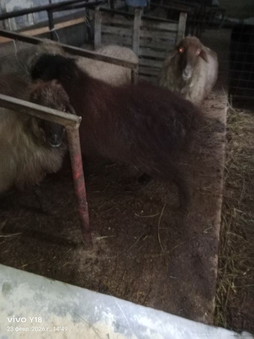 Қой сатамын семіз