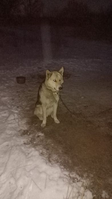 Овчарка иті сатылады