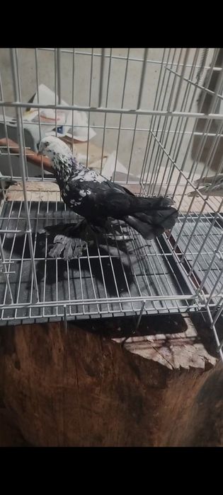 В продаже самец сочь