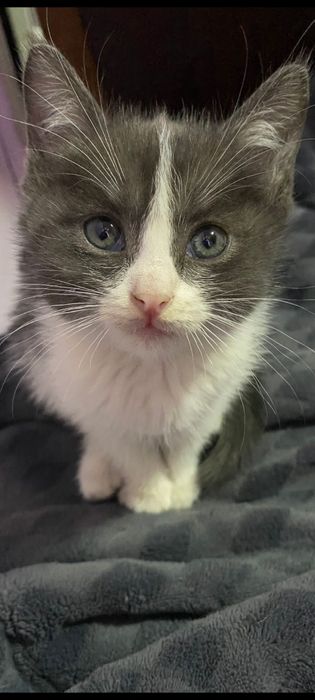 Отдам котят в самые добрые руки.