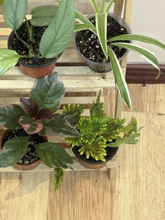 6 отростков за 6500 тенге