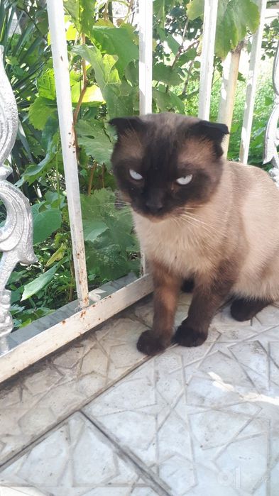 Продаётся (Scottish Fold) сиам/колор-пойнт
