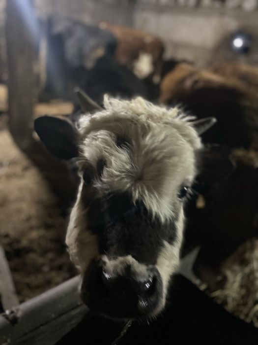 Продам бычки годововалный