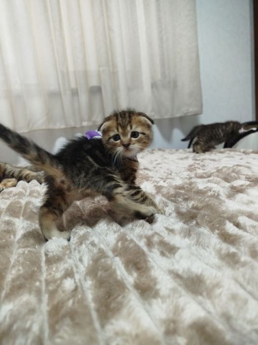 Продаются потрясающие, красивые, ласковые , нежные породистые котята