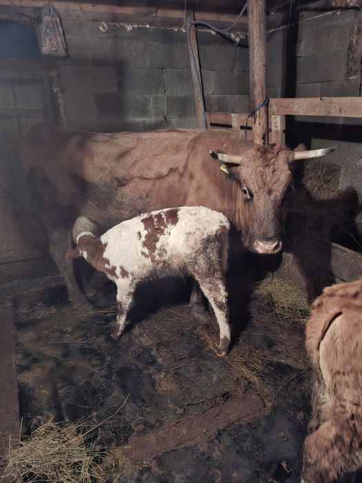 Vand 2 vaci cu viței