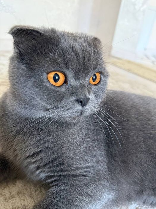 Скотиш фолд 2года