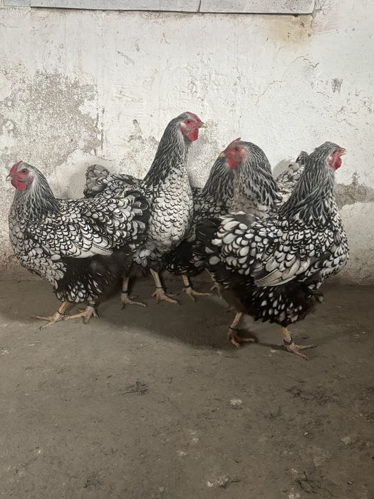 Vand gaini wyandotte argintiu