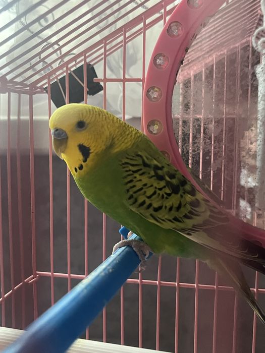 2 волнистых попугая