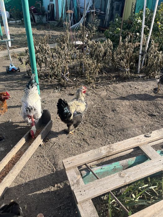 Продам  петухов