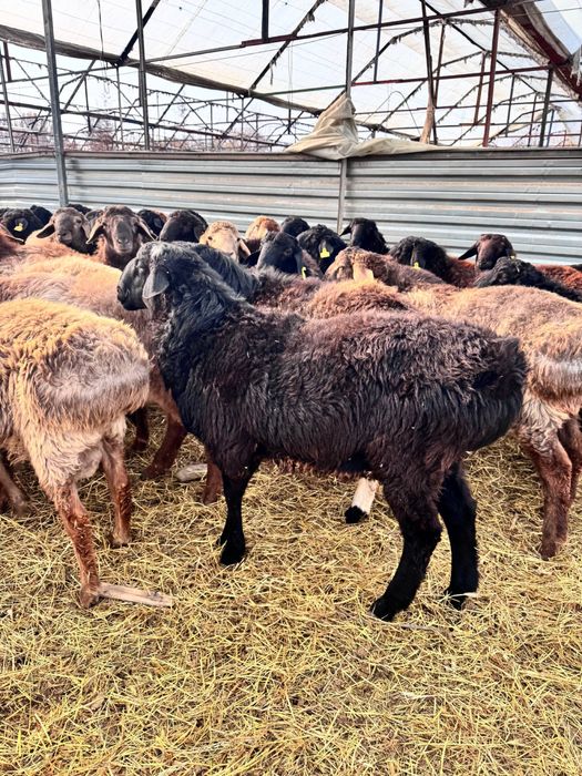 7 oylik qozo qochqorlar sotiladi