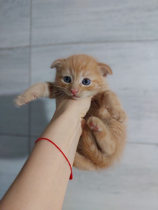 Продаются котята