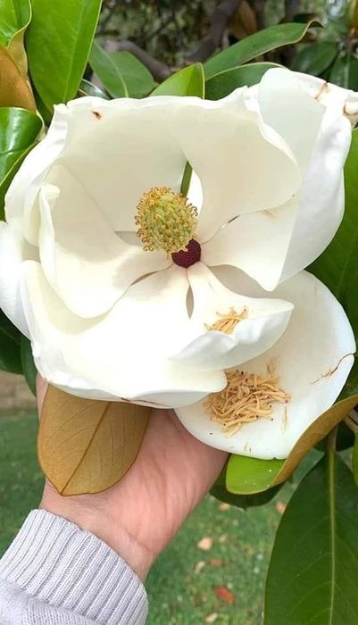Magnolie Grandiflora veșnic verde la ghiveci
