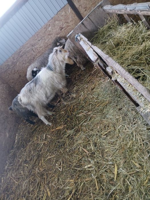 Vind 3 iede gestante