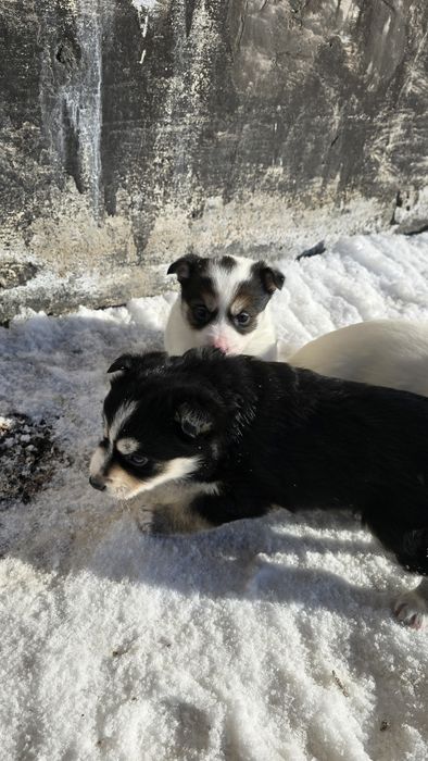 Щенки бесплатно.