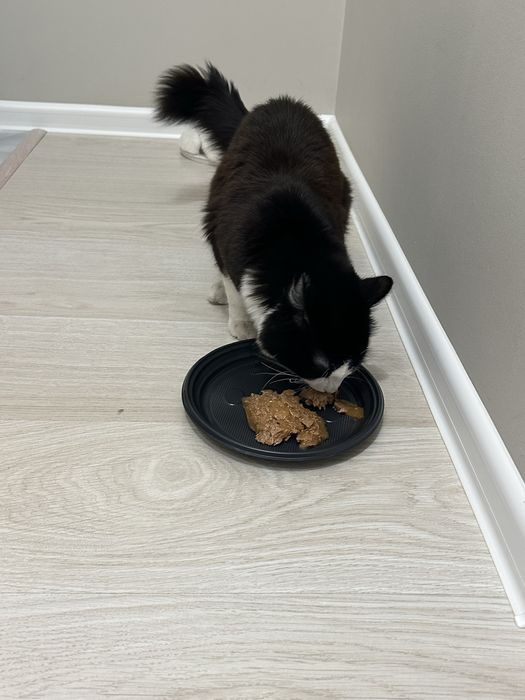 Кот срочно в добрые руки