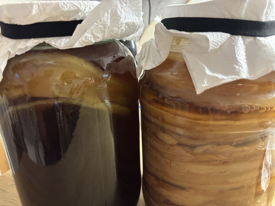Kombucha SCOBY  kit