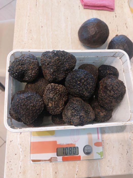 Trufe proaspete fresh parfumate savuroase trimit in tara