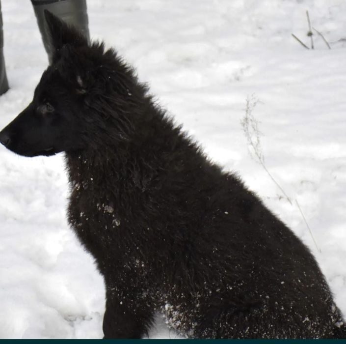 Предлагаются подростки немецкой овчарки