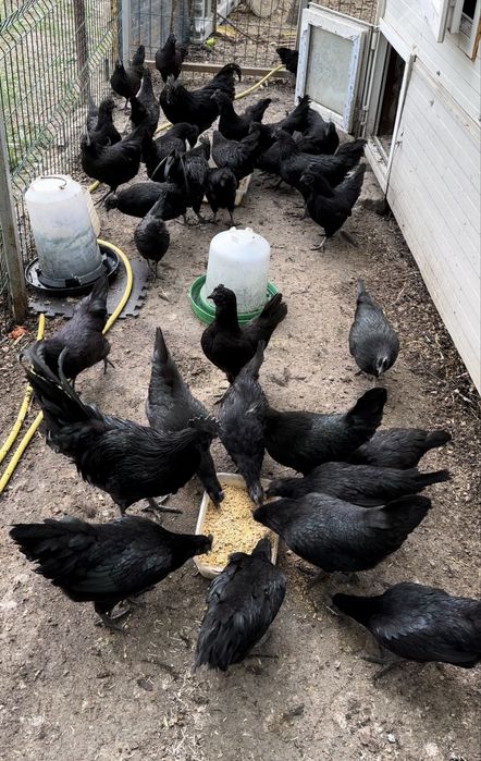 Ayam cemani, pasari complet negre. Rasa pura, oua pentru incubat