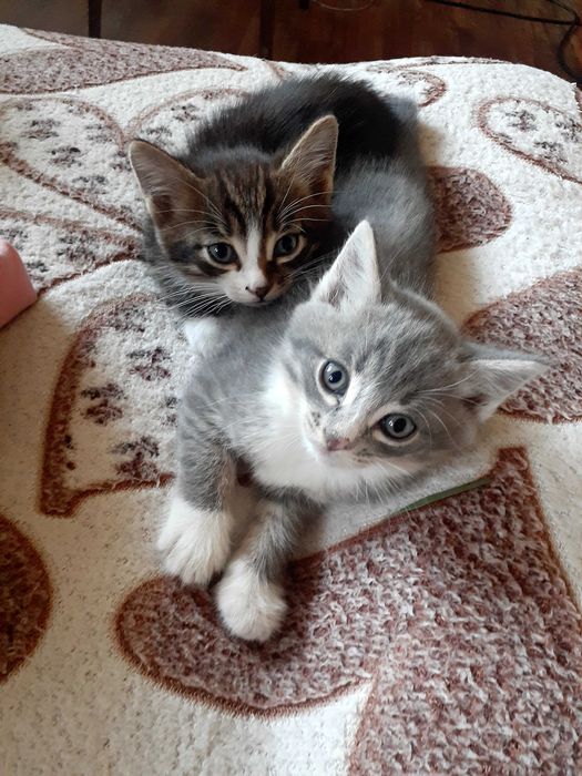 Отдам котёнка 1,5 месяца