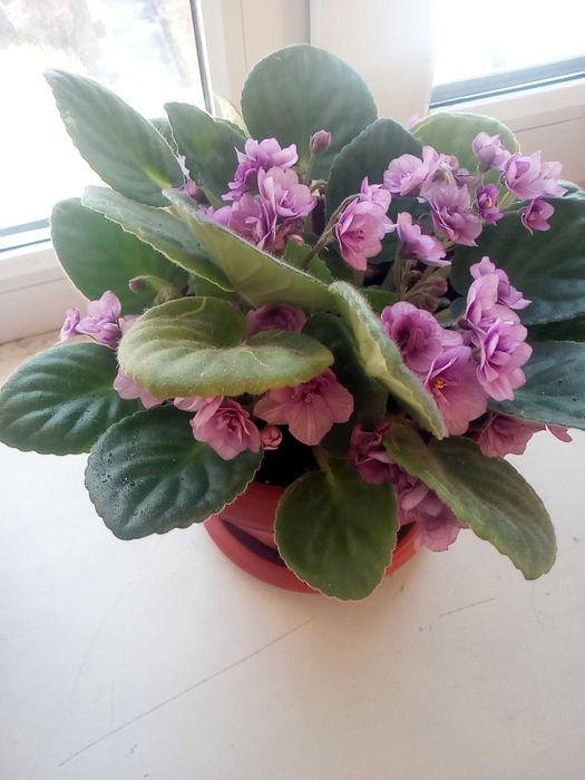 Комнатные цветы фиалки