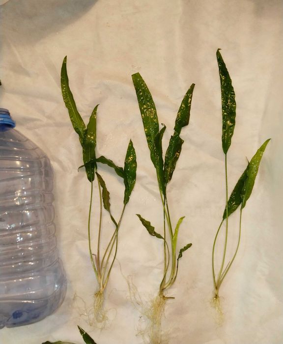 Криптокарина обалденная