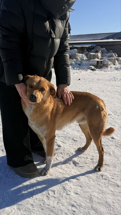 Собака в любящие руки бесплатно